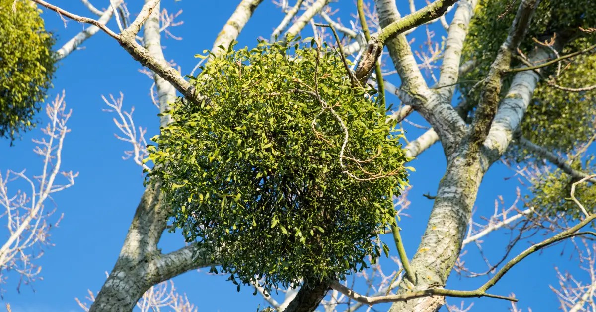 Mistletoe Management and Removal Dallas Landscaping Services