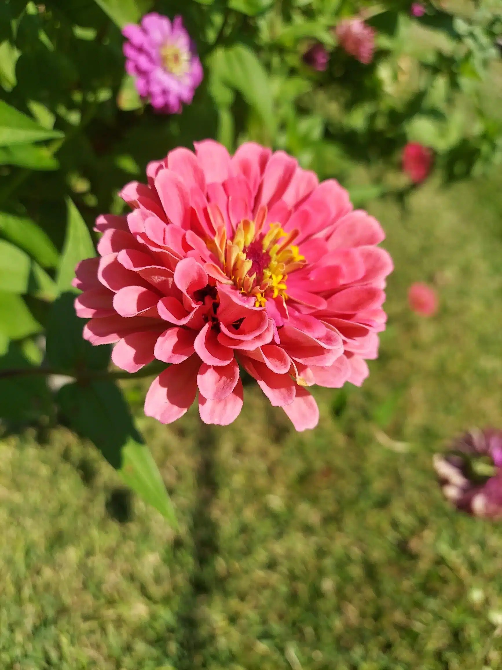 Spring Annual Flowers for North Texas Southern Botanical