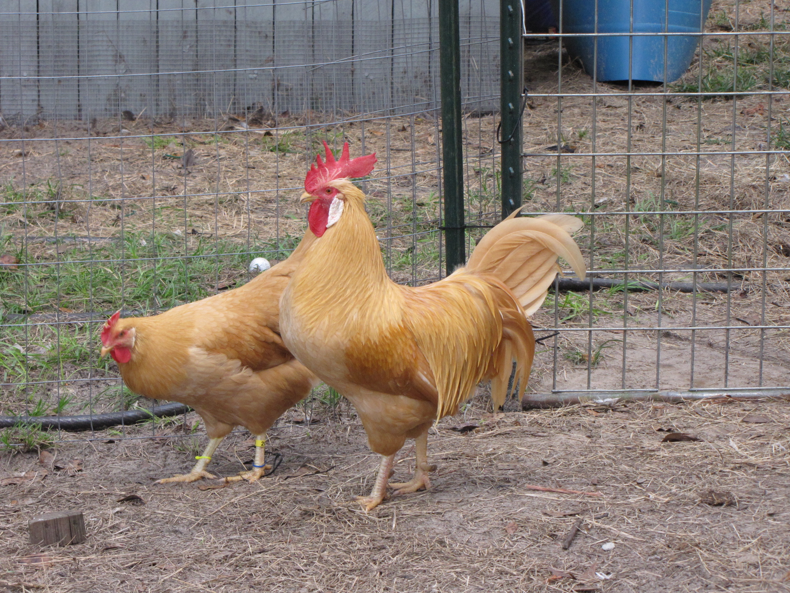 Southern Delights Poultry Breeder