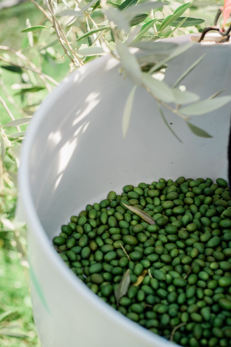 Olive Grove Gardening on the Edge