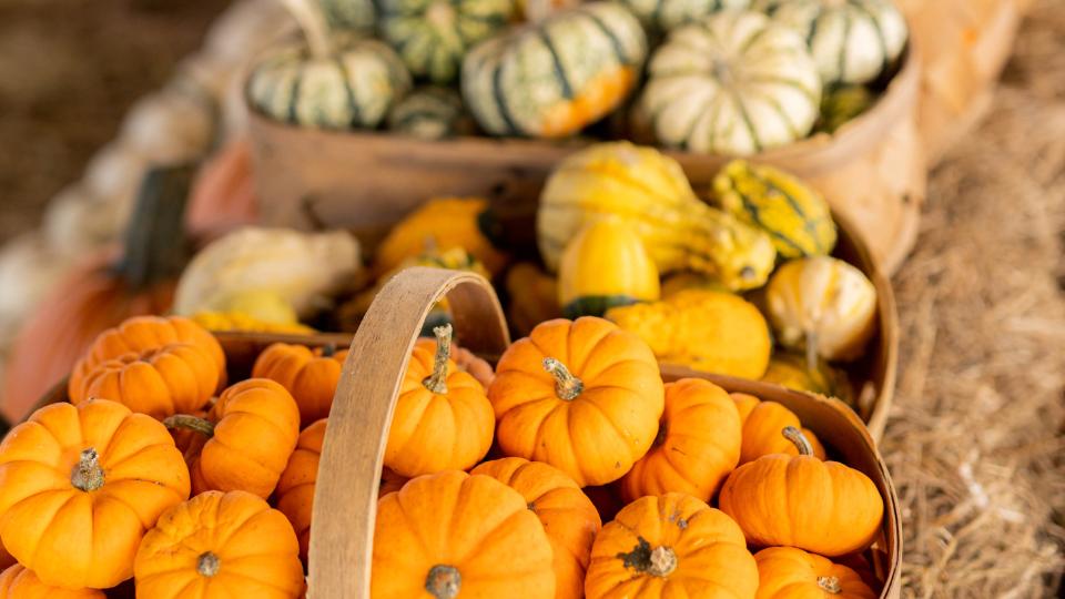 Fall Festival at Southern Hill Farms Southern Hill Farms