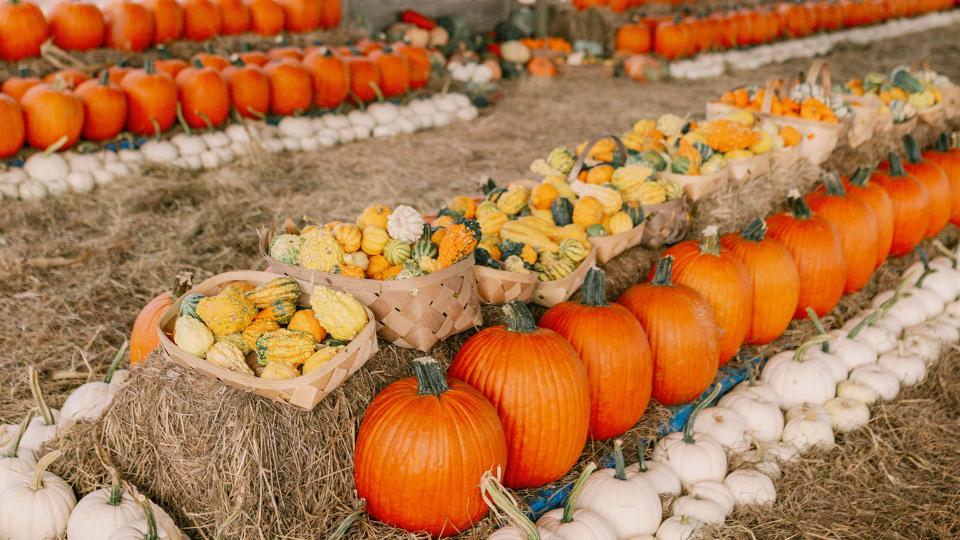 Fall Festival at Southern Hill Farms Southern Hill Farms