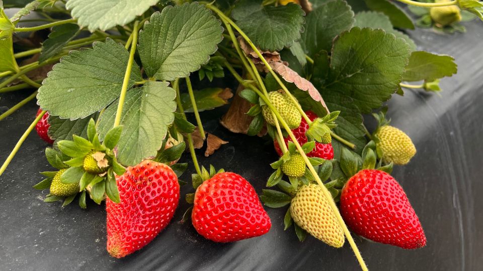 Blueberry, Strawberry & Veggie UPick + Kids Zone Central Florida