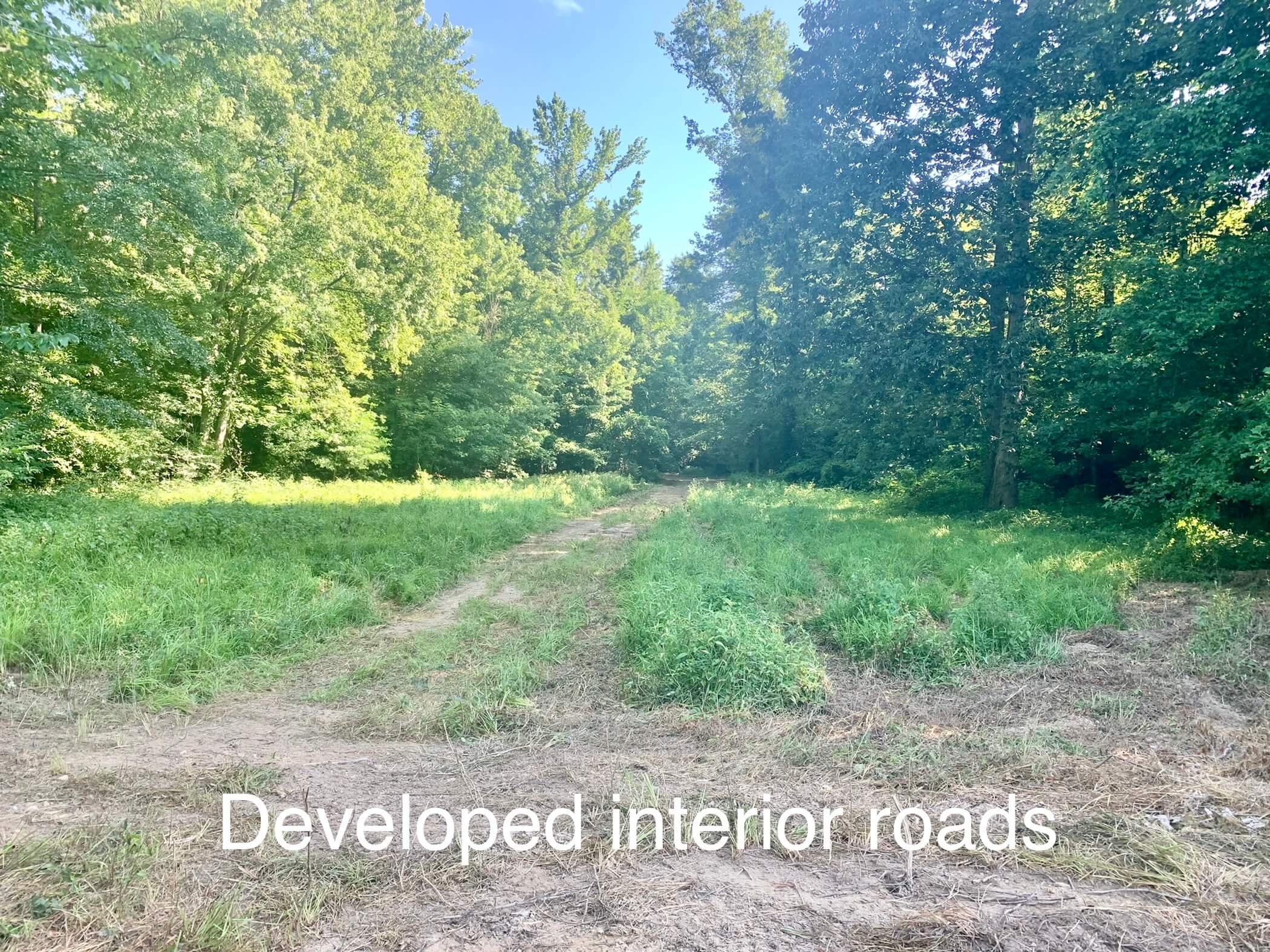 360+/ acres Timber Hunting along Hatchie River Southern Land Company