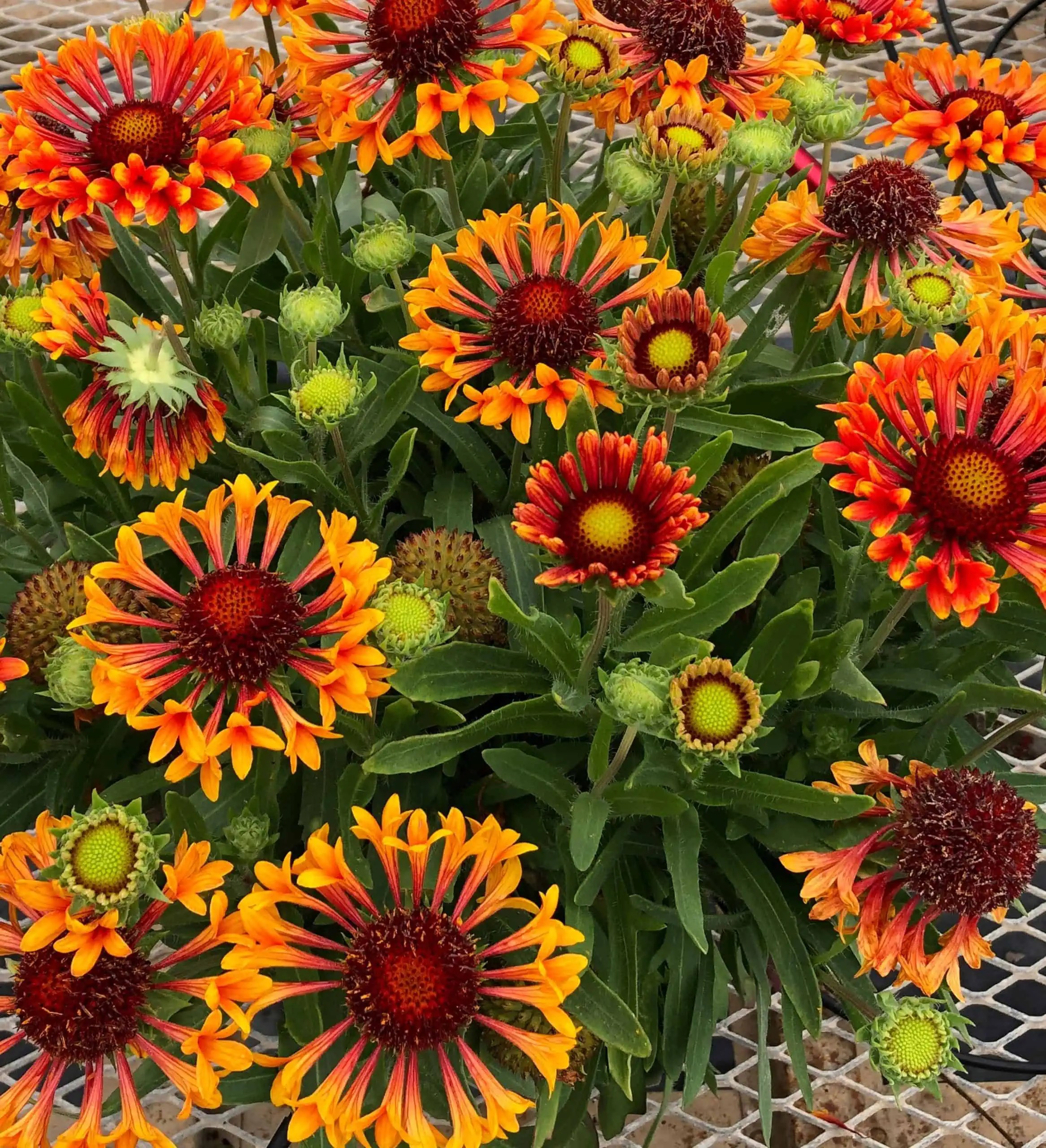 REALFLOR® Fanfare Amber Glow Gaillardia Southern Living Plants