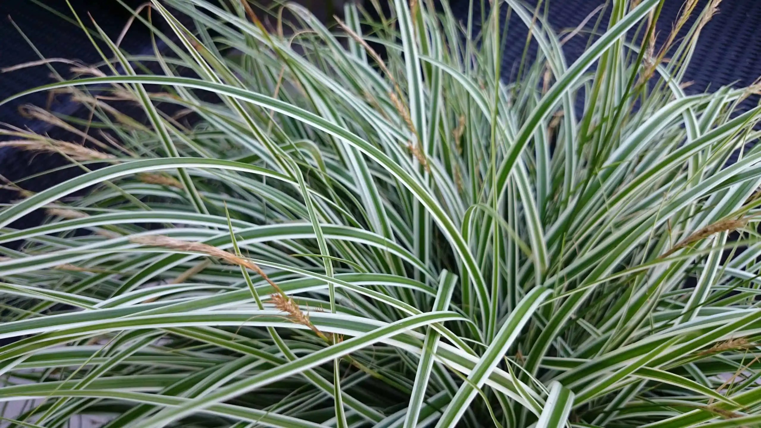 Grassy Acts Southern Living Plants