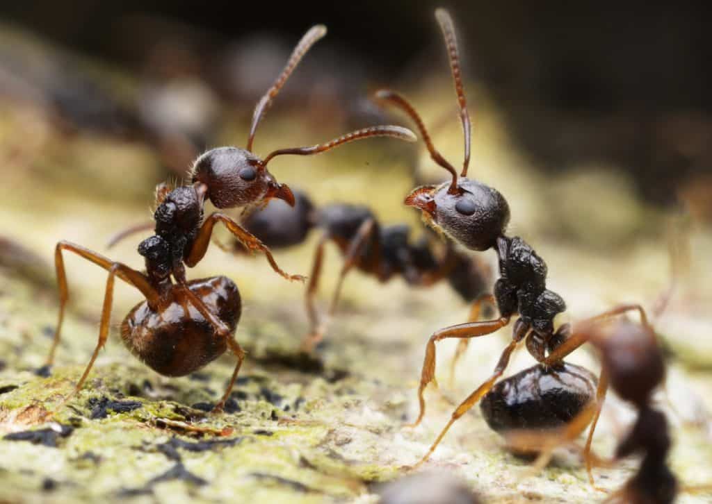 Ant Control Services From Dawsonville Johns Creek, GA