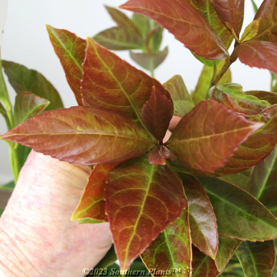 Viburnum Coppertop 180MM Southern Plants