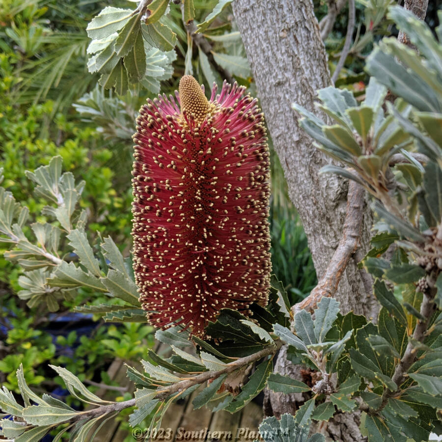 Banksia Red Dawn 200MM Southern Plants