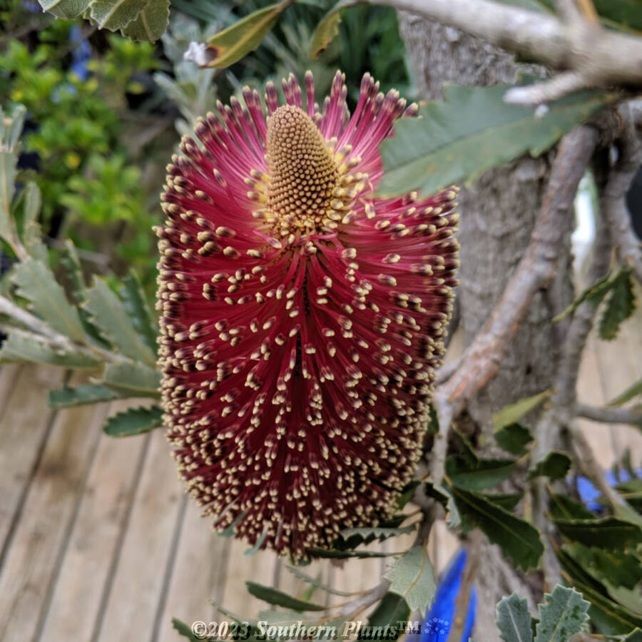 Banksia Red Dawn 200MM Southern Plants