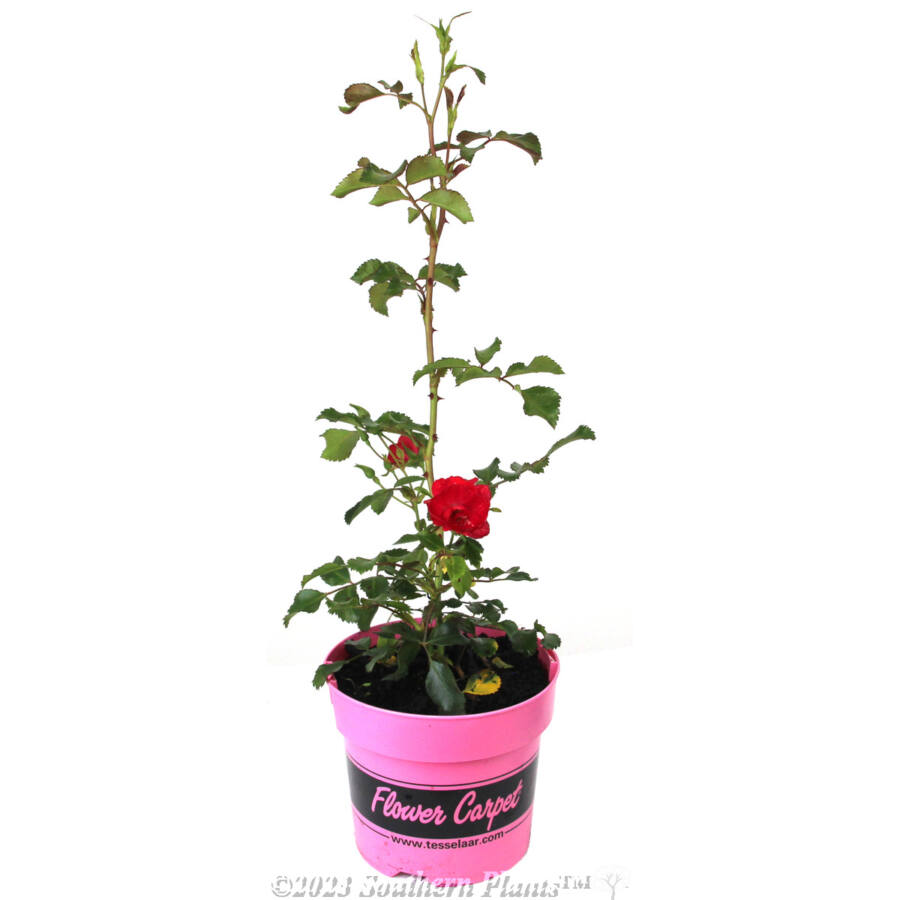 Rose Flower Carpet Cherry 140MM Southern Plants