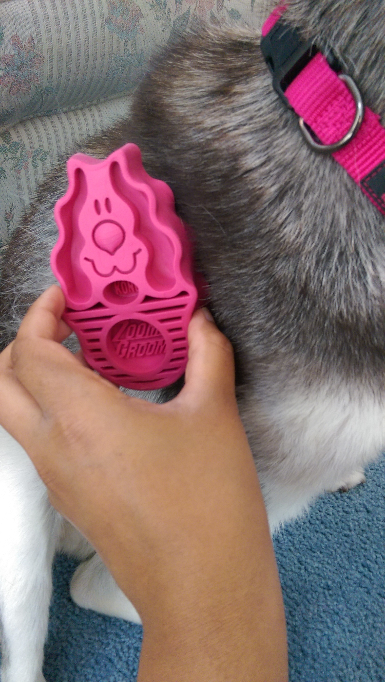 Grooming with Kong Zoom Groom Southern Spitz