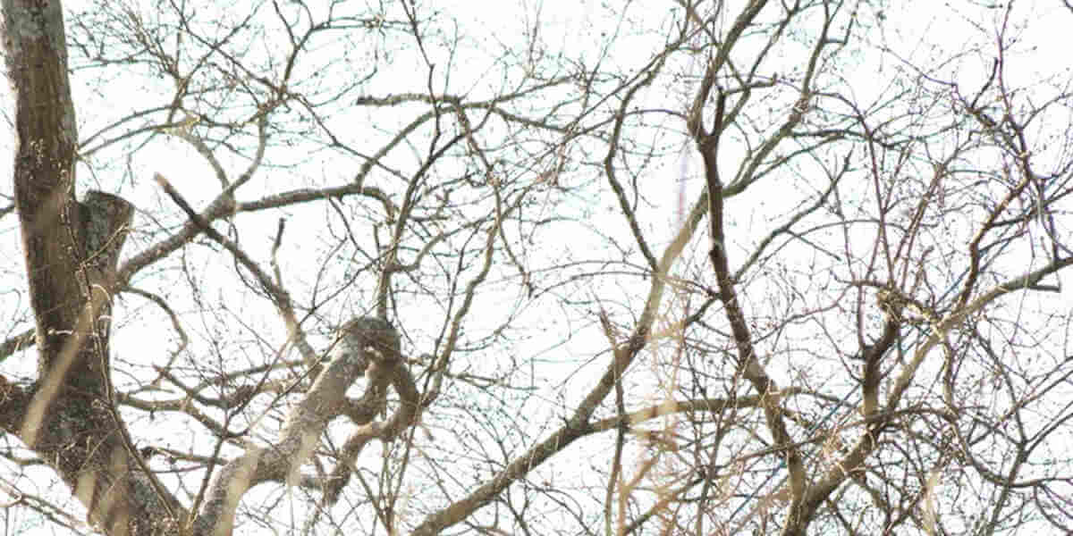 AntInfested Tree What to Know and Tips on Dealing With It