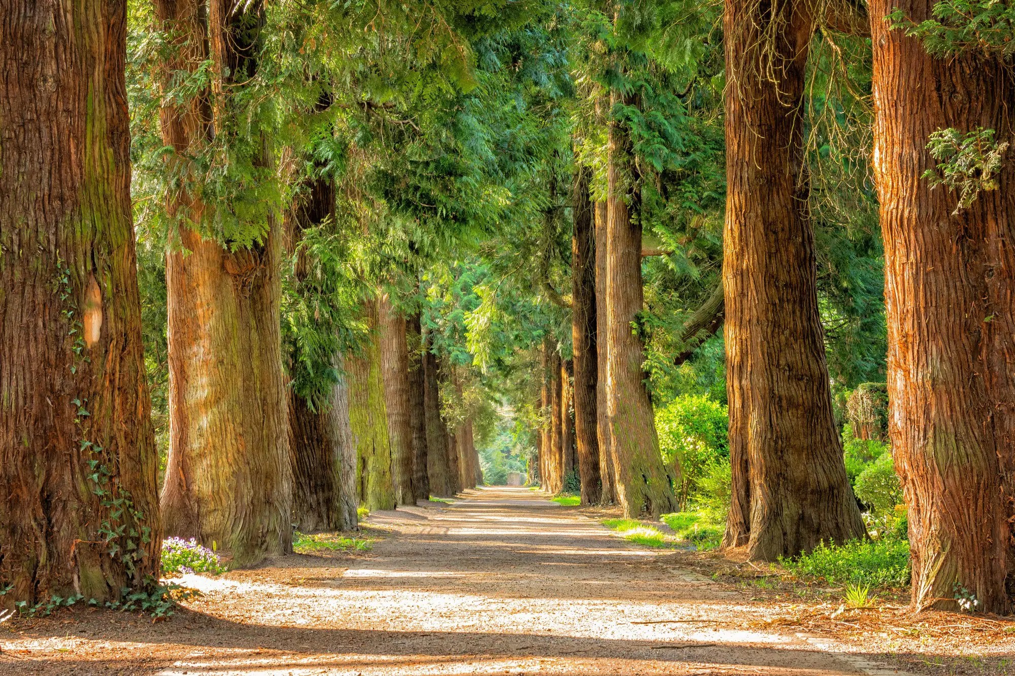 A Nature Lover's Guide to the Most Common Trees in