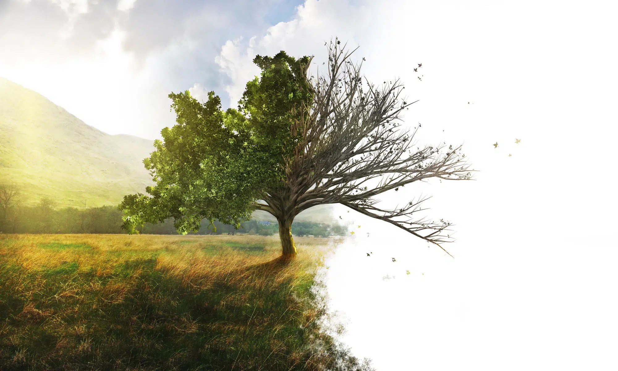 Preserving A Guide to Endangered Trees in Southern