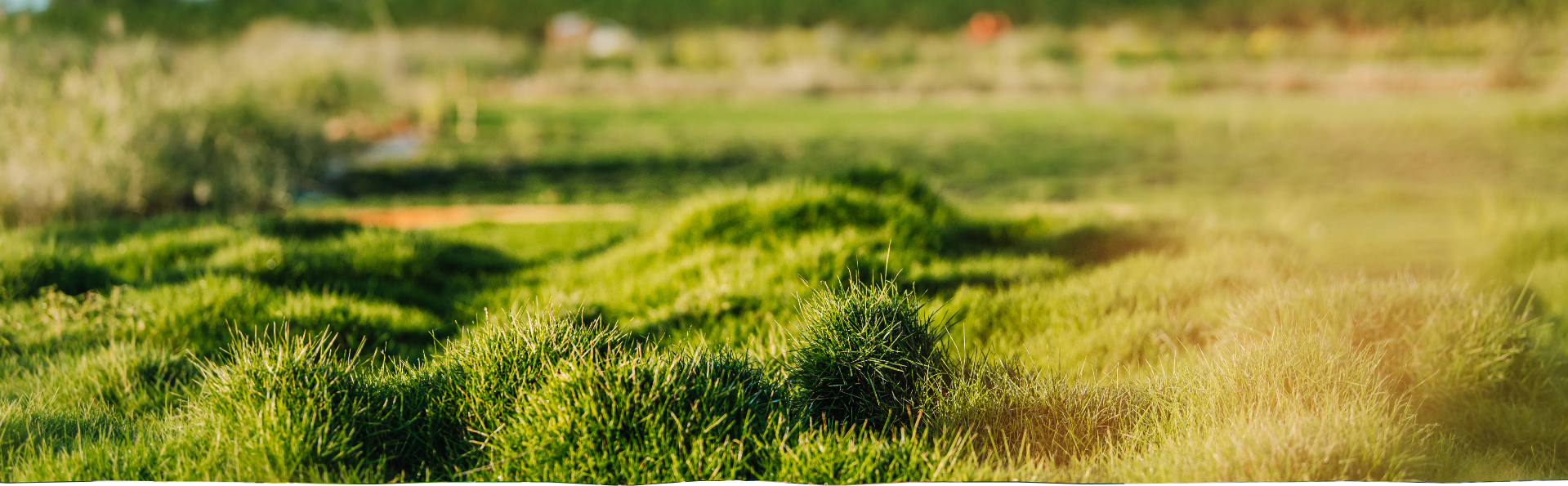 Home Southern Turf Hawaii