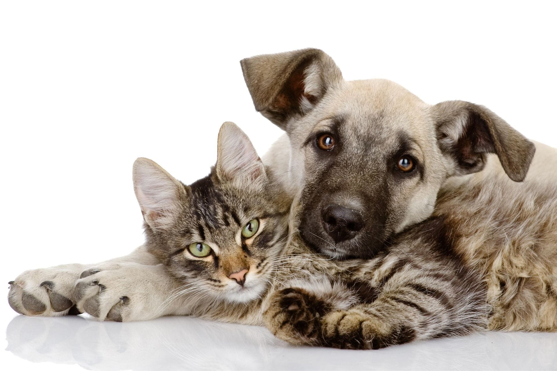 Patient Photo Gallery Southfork Animal Hospital Lakeville, MN Vet