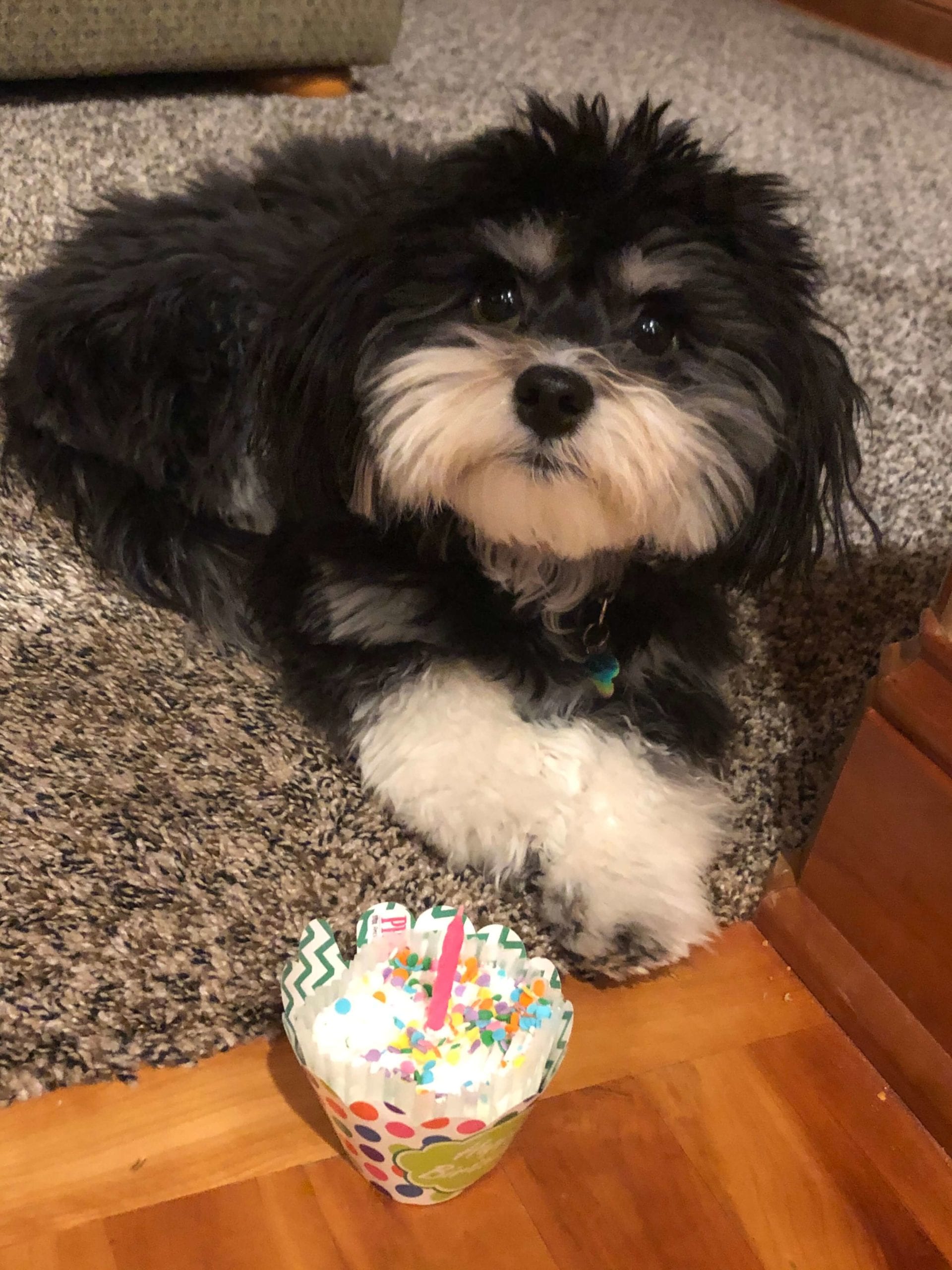 Patient Photo Gallery Southfork Animal Hospital Lakeville, MN Vet