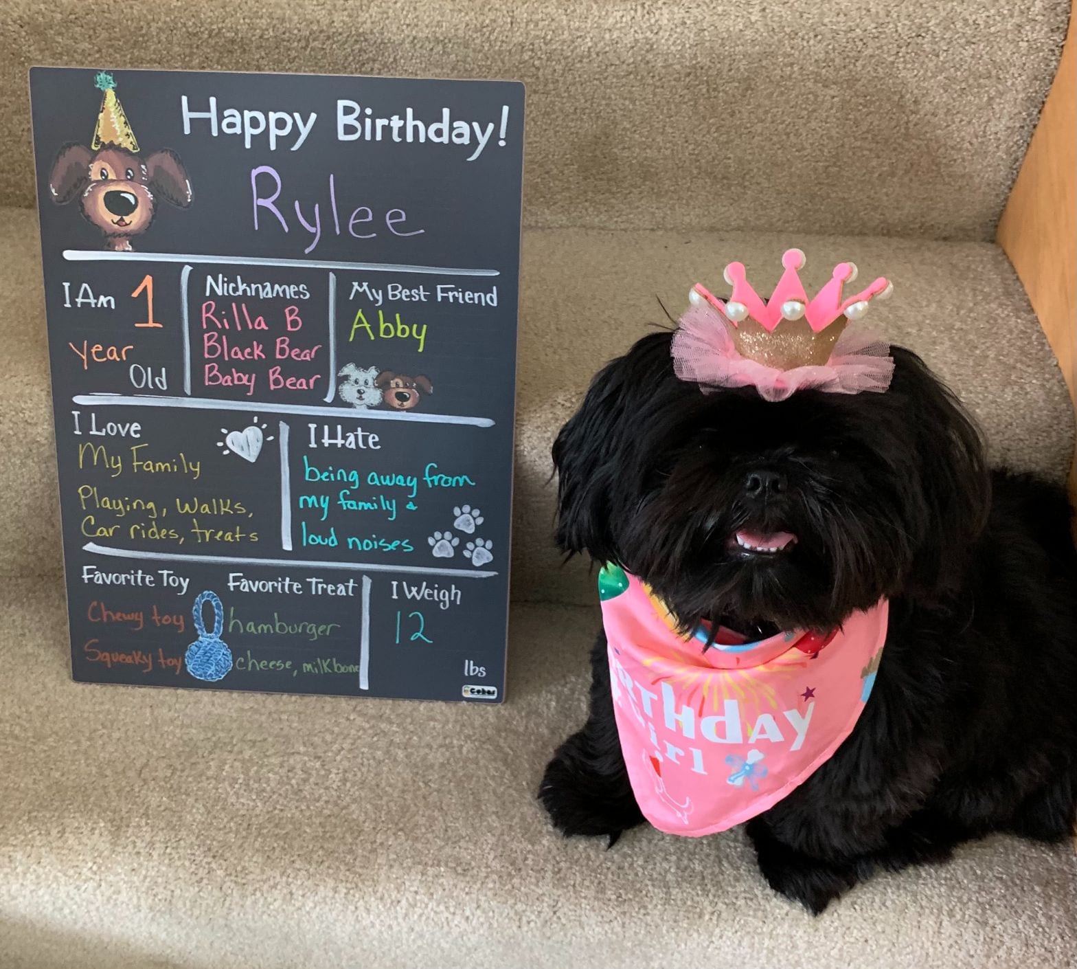 Patient Photo Gallery Southfork Animal Hospital Lakeville, MN Vet