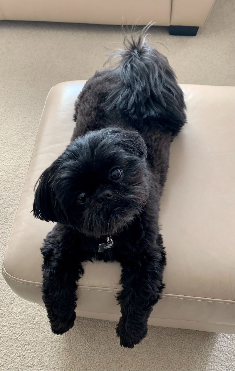 Patient Photo Gallery Southfork Animal Hospital Lakeville, MN Vet