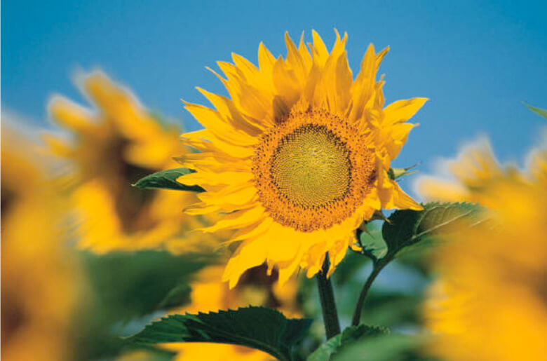 What To Do When Eye Allergies Spring Up South / North Florida