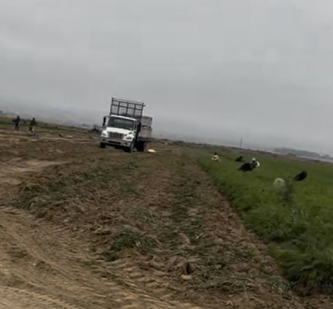 South Kern Sol Grimmway Farms, two labor contractors cited for