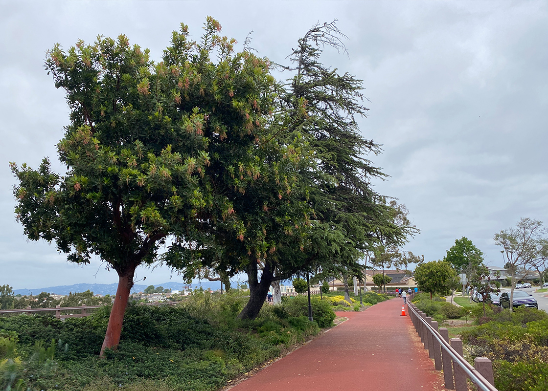 A Look at the Reuben Ingold Park in View Park The South LA Recap