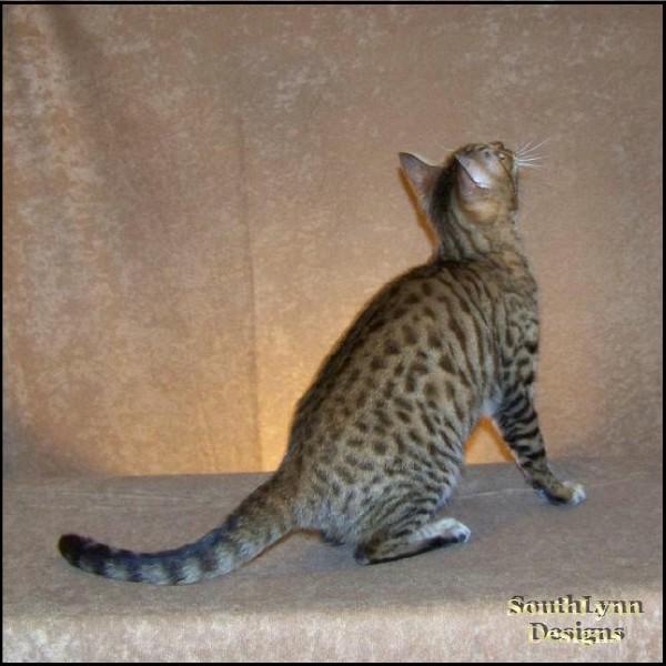 Bengal Cat Bengal Kittens Bengals for sale in TICA