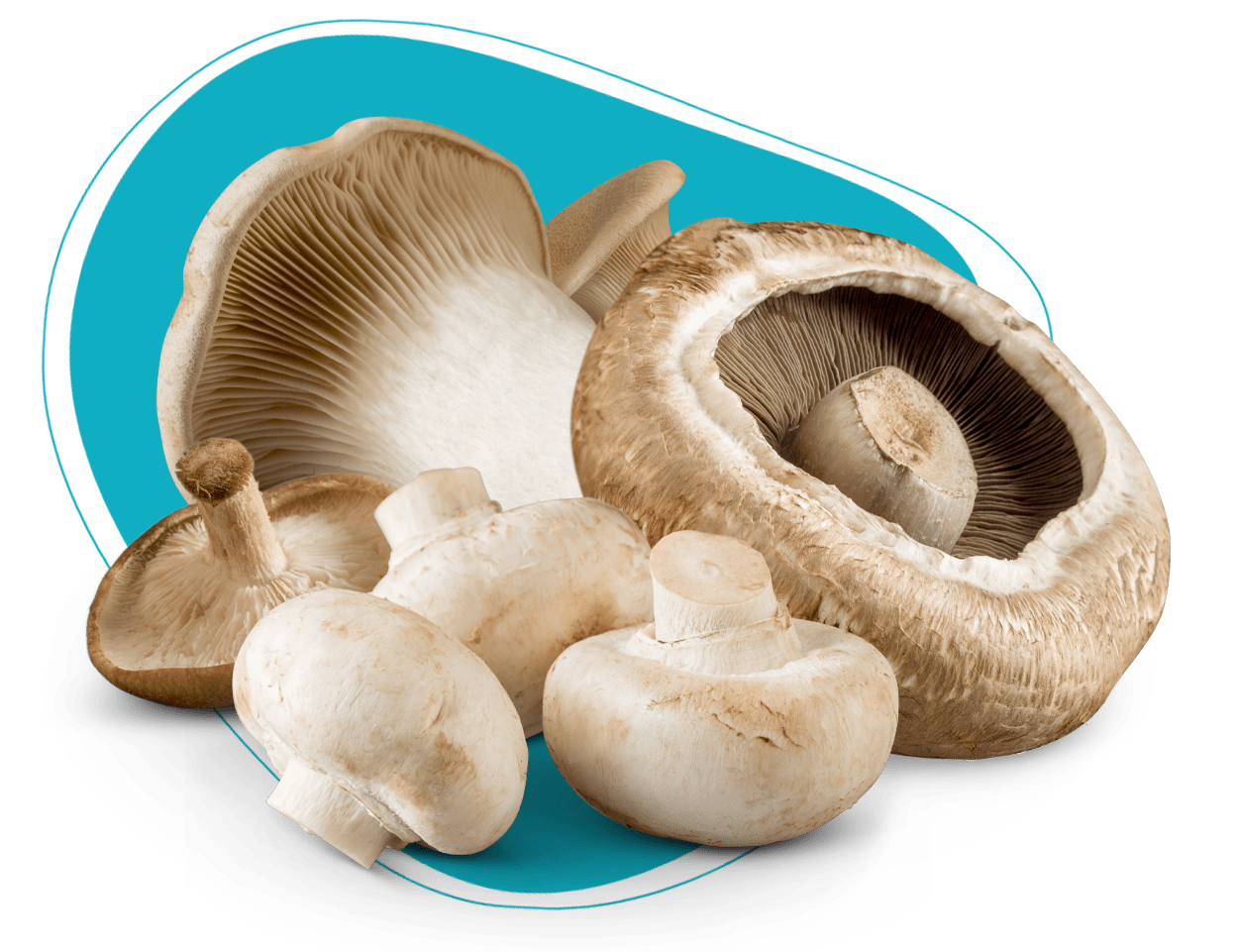 South Mill Champs Fresh Mushroom Production & Wholesale
