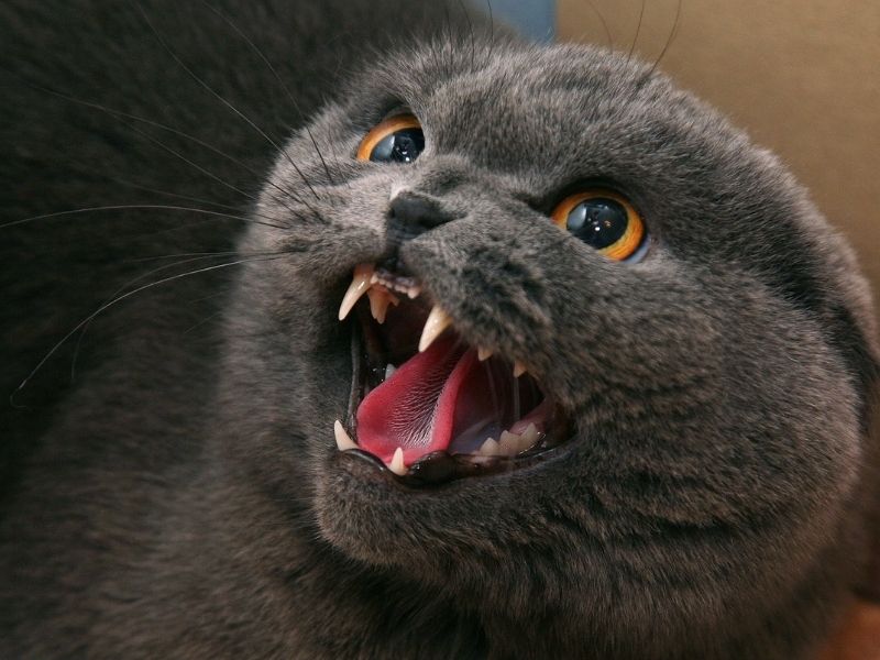 Aggression in Cats Southside Veterinary Clinic