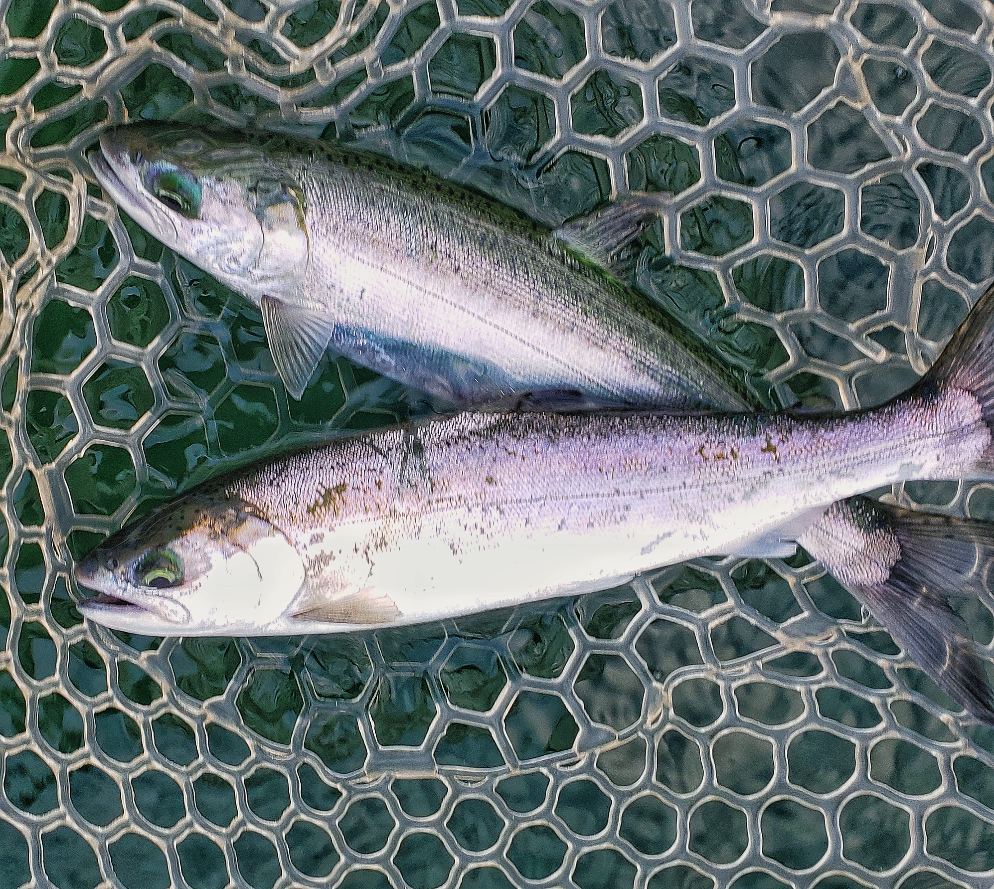 Fishing Reports >Guided Saltwater Fly Fishing Seattle Puget