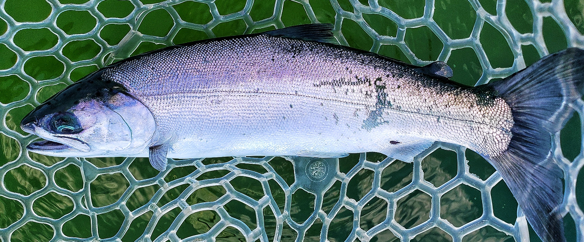 Fishing Reports >Guided Saltwater Fly Fishing Seattle Puget