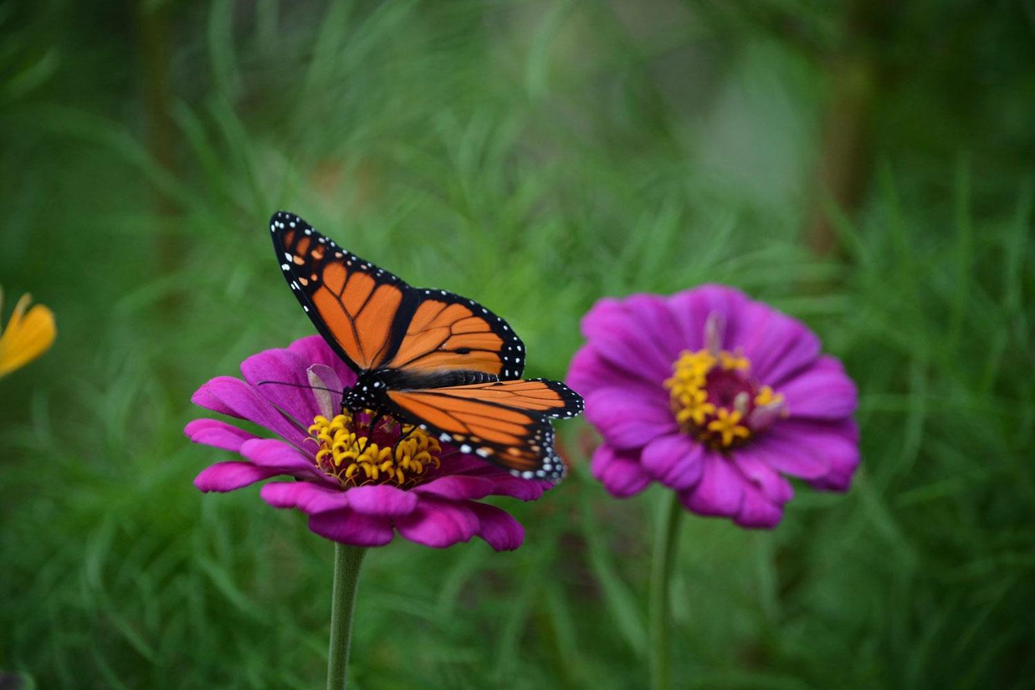 Show Your Love for Pollinators This Growing Season Southview Design Blog