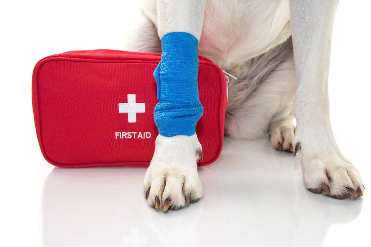 Guide to Packing Your First Aid Kit for Camping, Hiking, & Hiking with Dogs