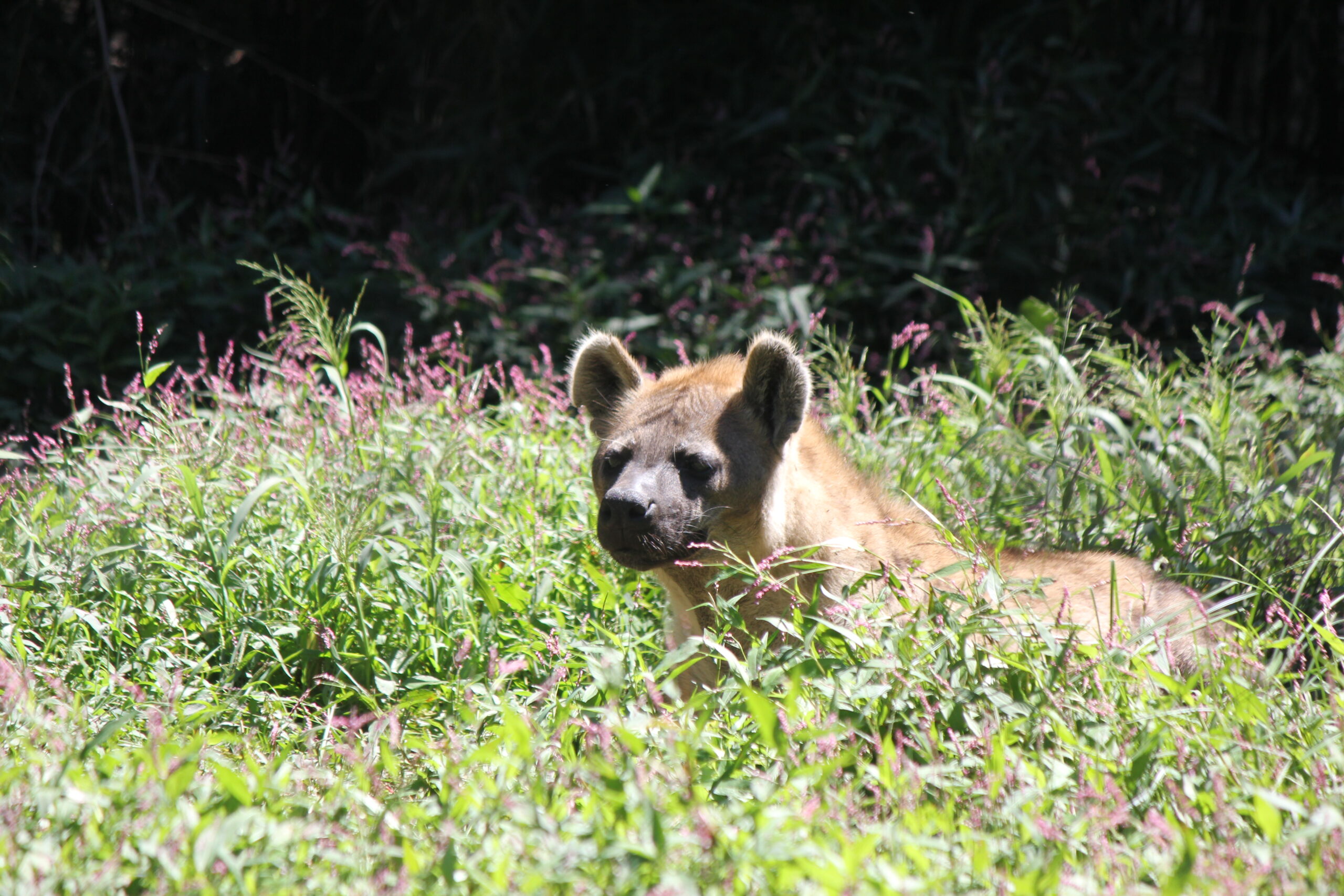 The Intriguing World Of Nocturnal Animals Southwicks Zoo After Dark