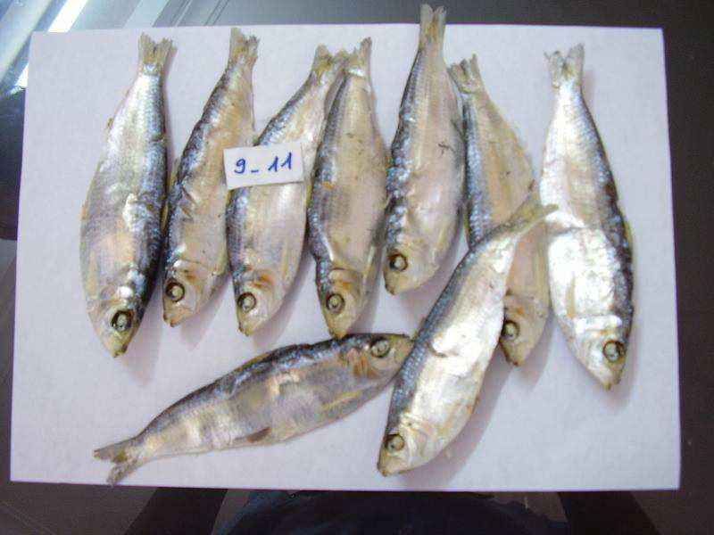 DRIED HERRING SOVIMEX CO.,LTD