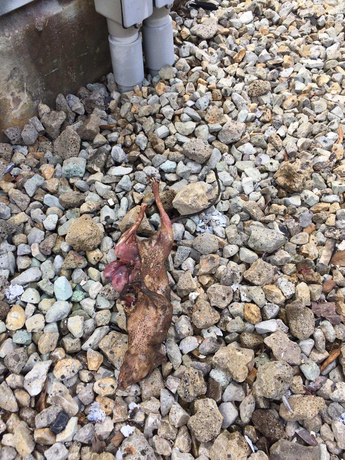 Squirrel Causes Power Outage in Chattahoochee Sowegalive