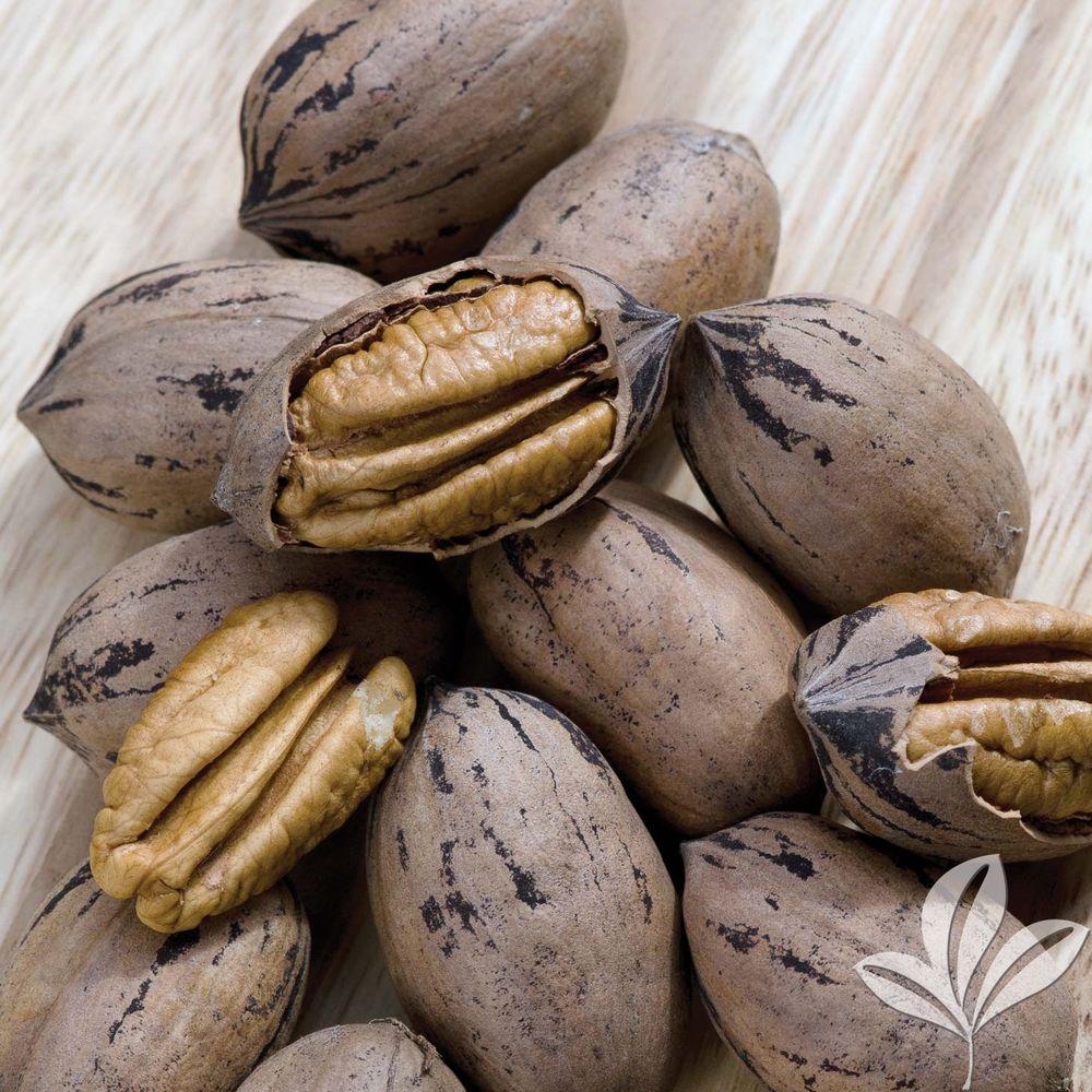 Pecans Falling on Public Property? Don’t Pick Them Up! Sowega Live