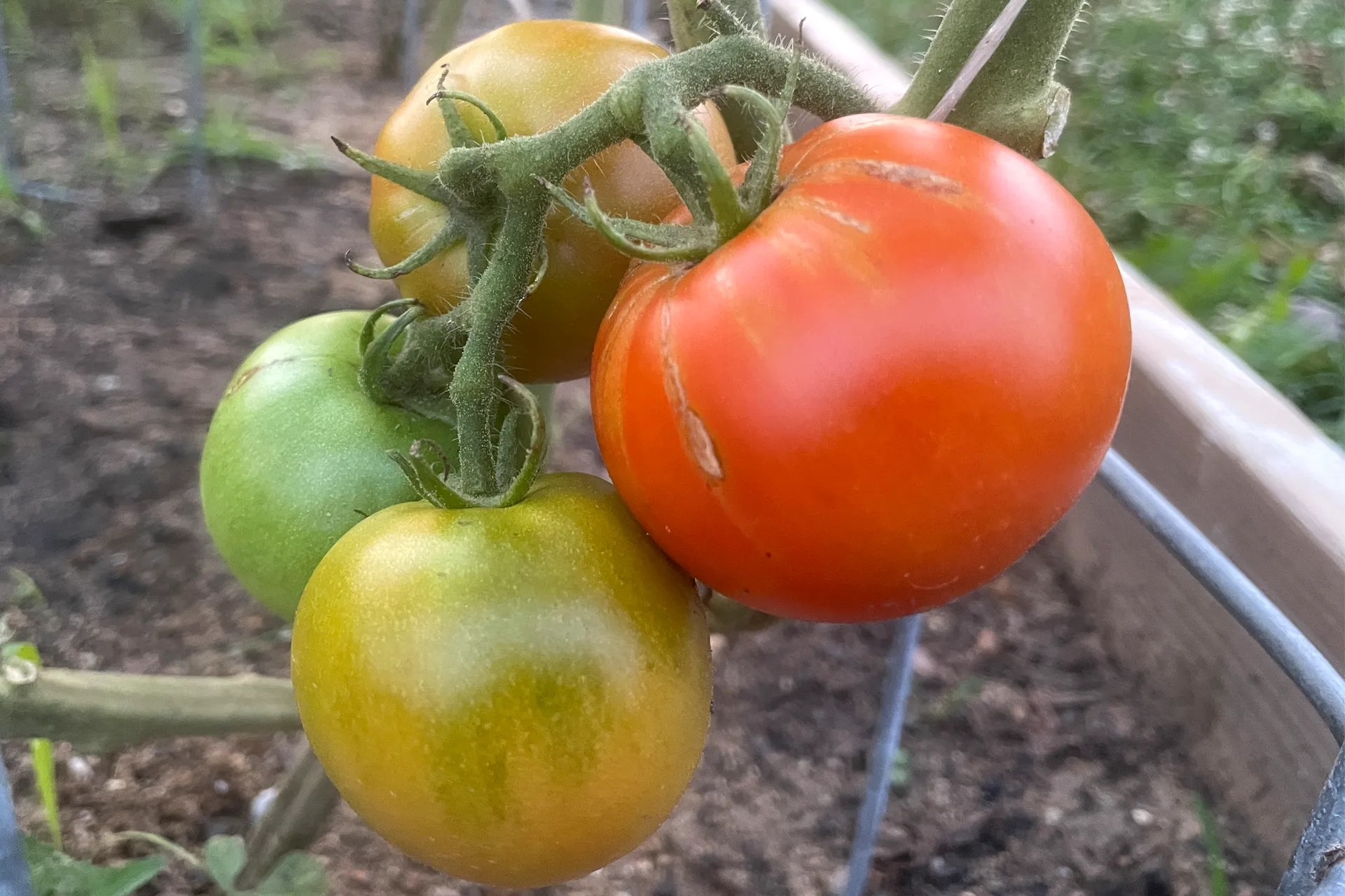 Tomatoes growing on a tomato plant in various stages of ripeness.