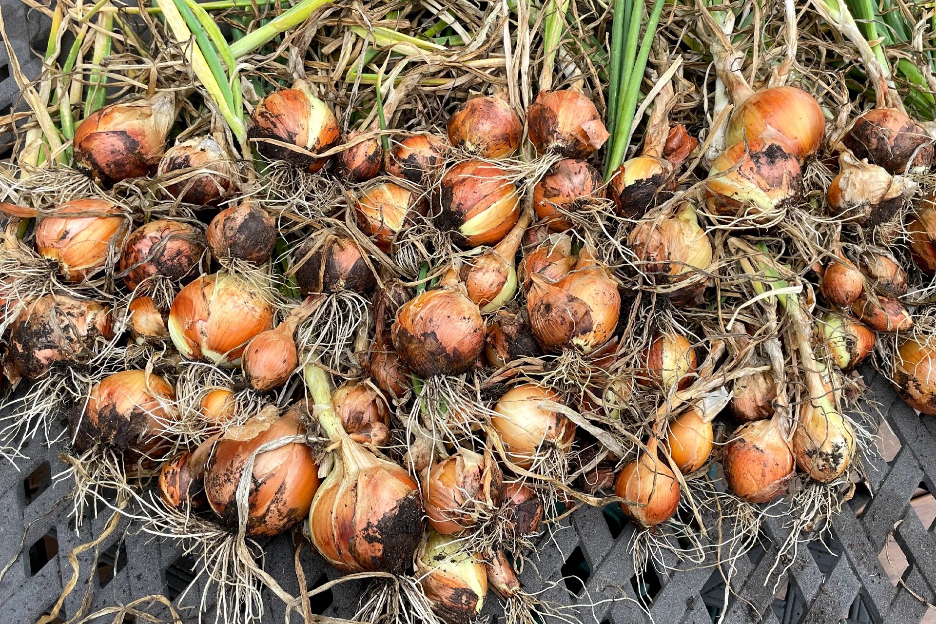 Onions that have been grown and harvested.