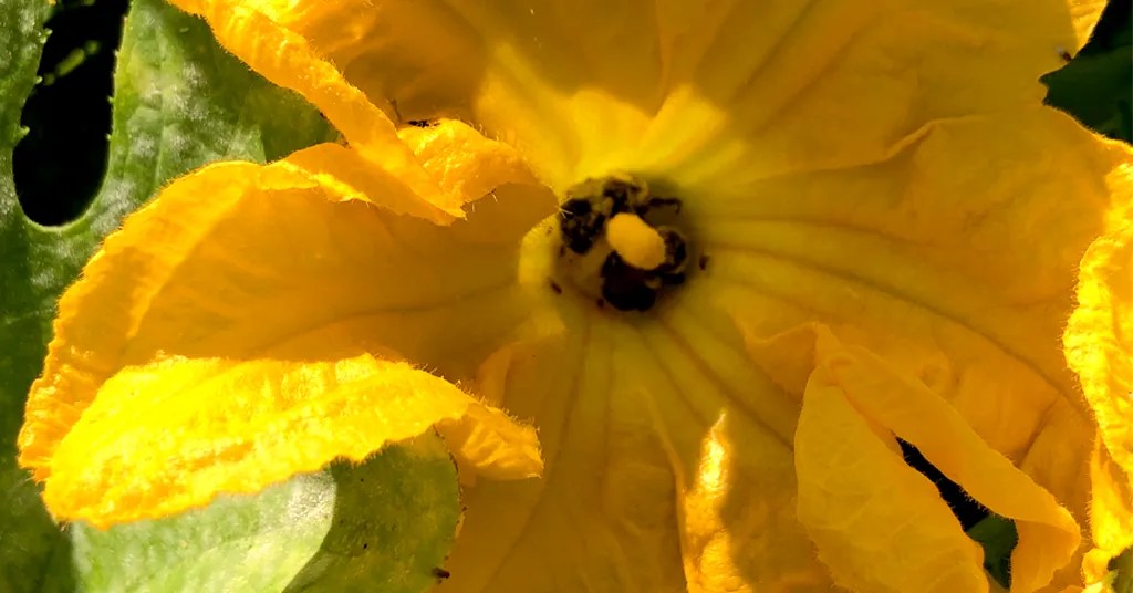 Two bees pollinating a Zucchini Flower
