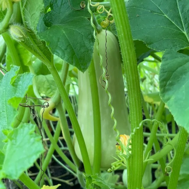 Unripe butternut squash growing on a squash vine.