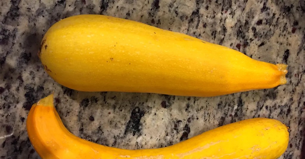 Two golden zucchini sitting on a counter