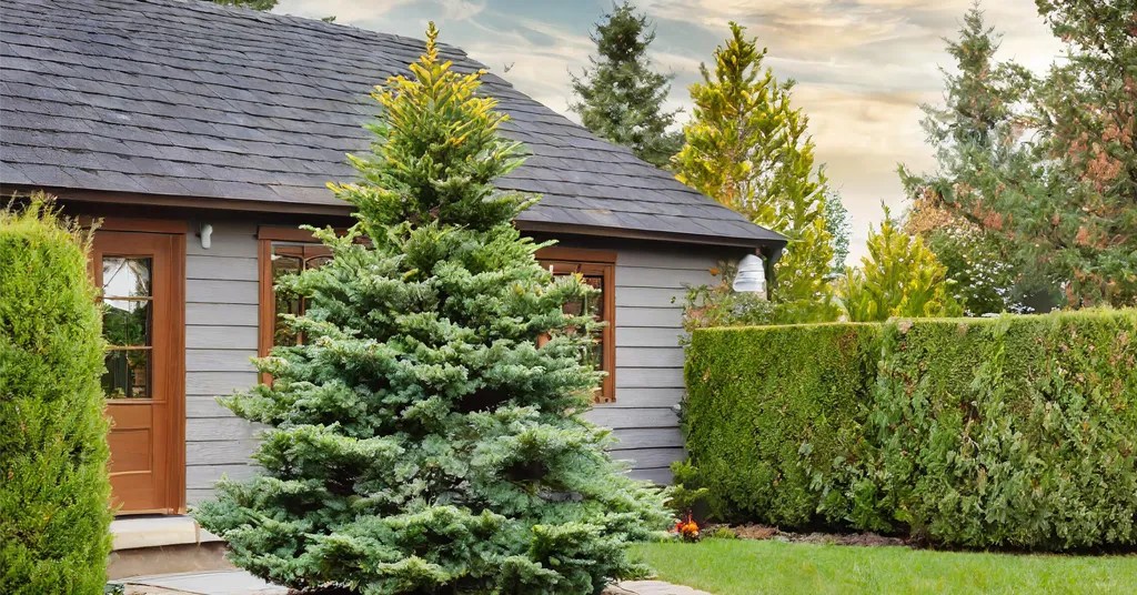 Juniper Tree growing in a yard in front of a gray house.