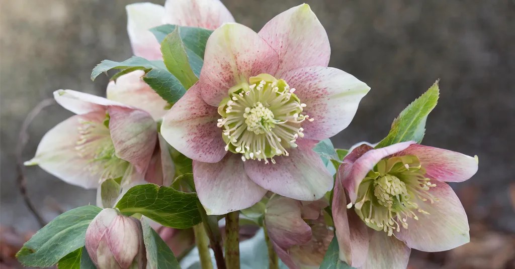 White Lenten Roses blushed with pint with green leaves