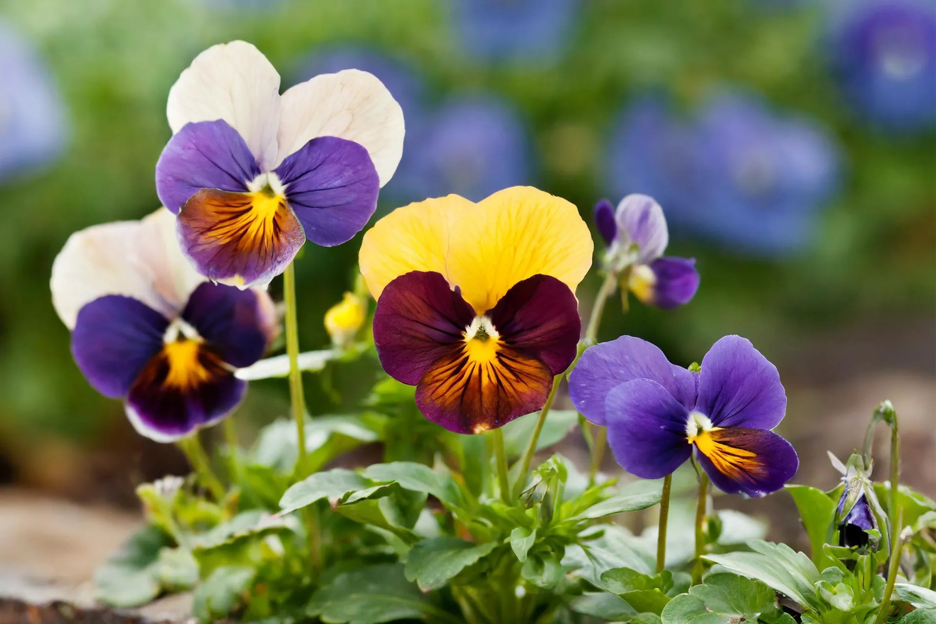 Pansies growing in a garden.