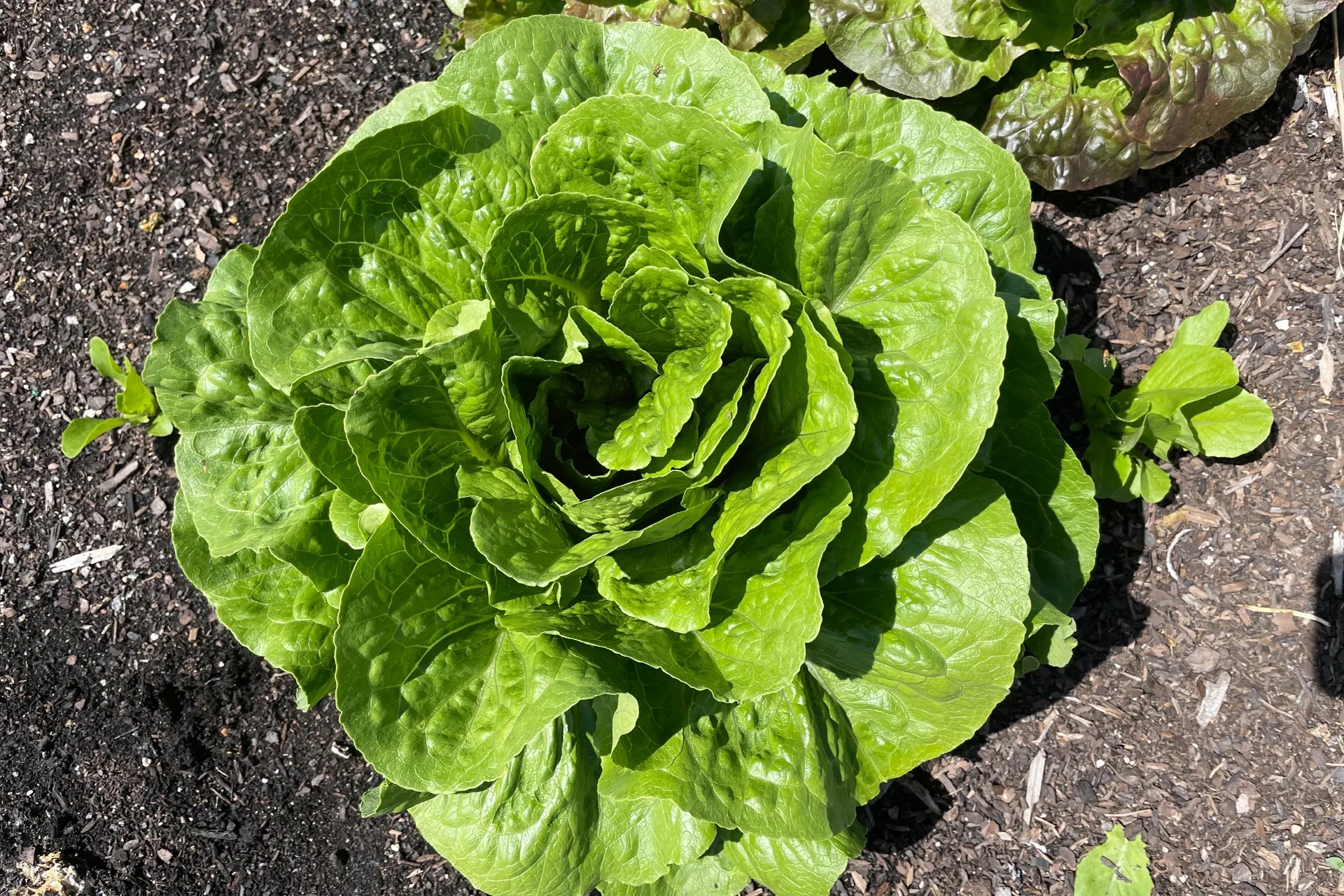 A close-up of a healthy romaine lettuce plant growing in soil. The plant has large, vibrant green leaves that are tightly packed in a rosette formation. The surrounding soil is dark and appears well-tended, with another lettuce plant visible in the background.