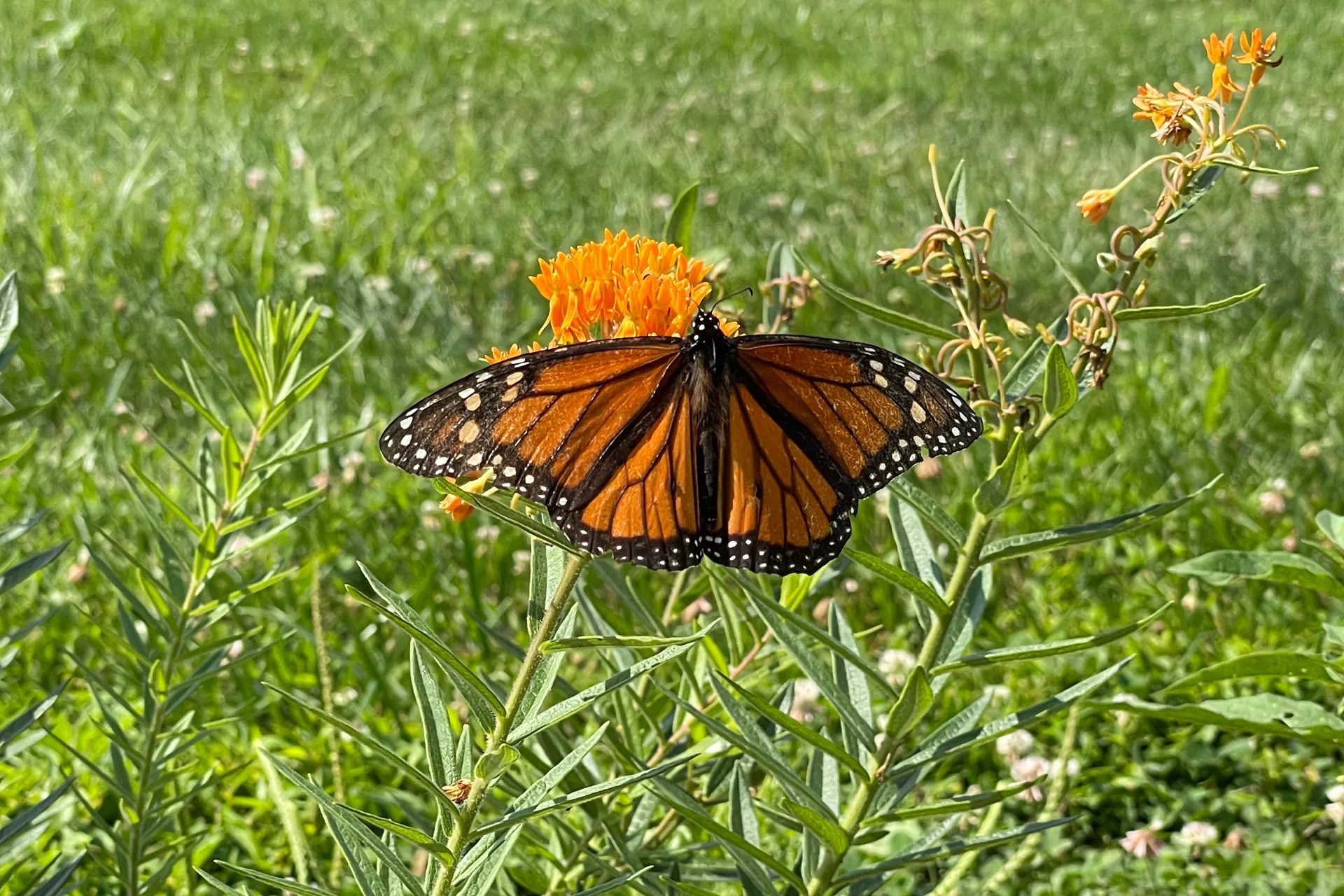 Monarch Butterfly with spread wings on a common milkweed plant.