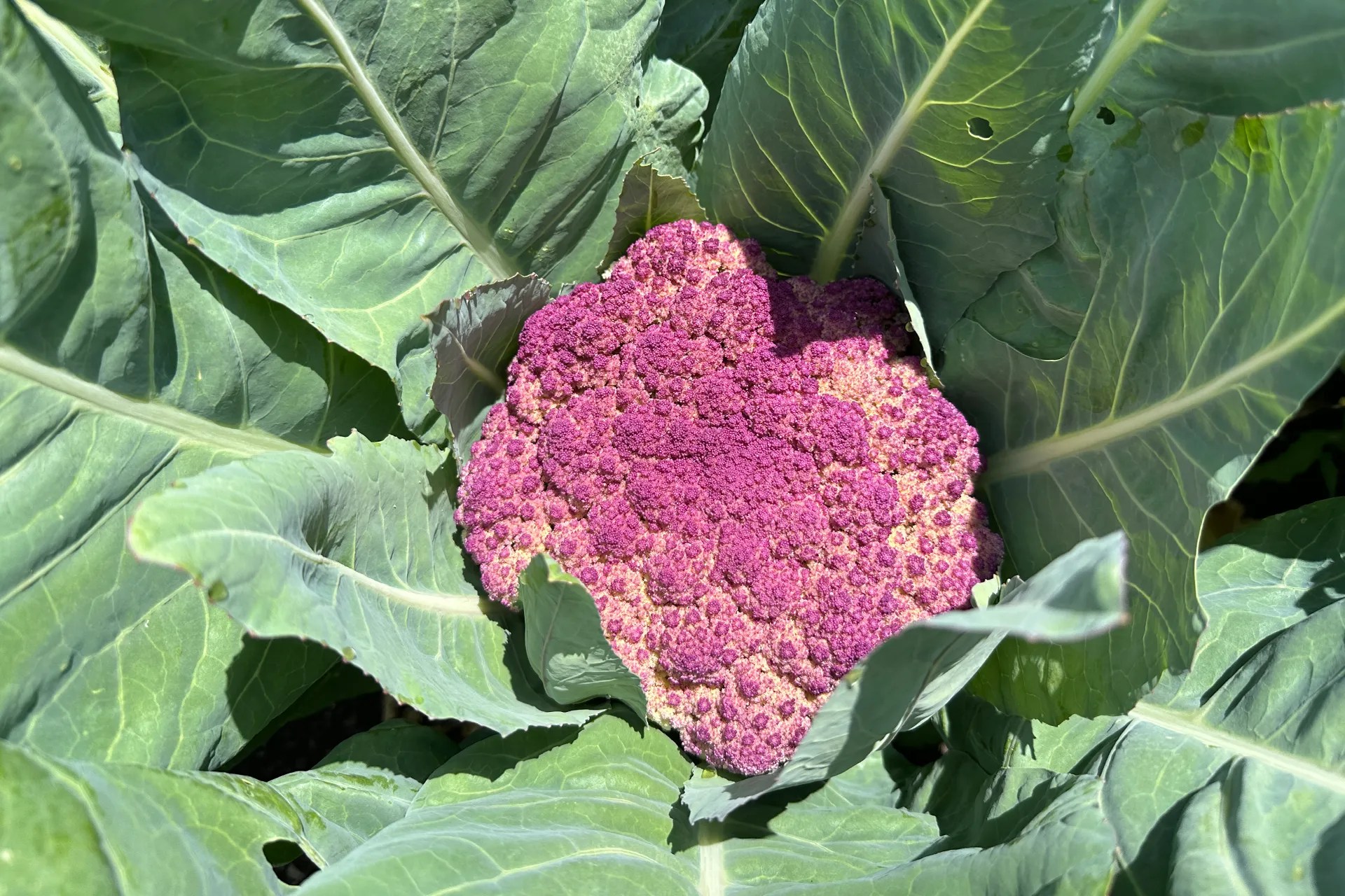 Purple of Sicily Cauliflower head growing in a garden.