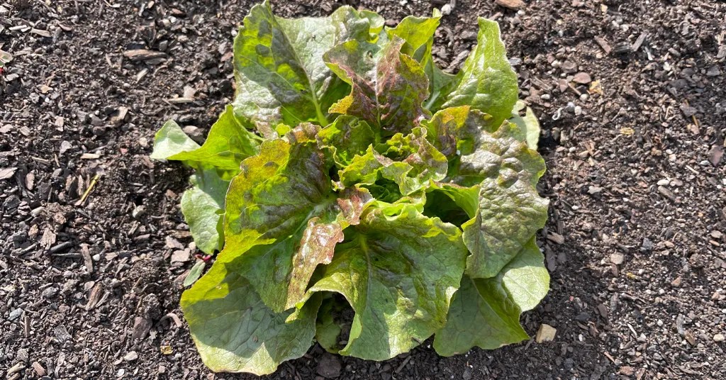 close-up of a single lettuce plant growing in soil. The plant has broad, slightly crinkled green leaves with subtle red tinges on some of the leaves. The surrounding soil is dark and appears well-tended.